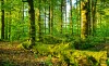 Forestry Universities
